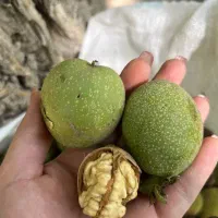 فروش گردو