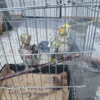 عروس هلندی ۲۰ روزه