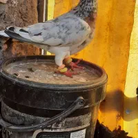 سار|پرنده|مشهد, کشاورز|دیوار