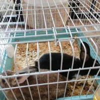 خرگوش|موش و خرگوش|تهران, جردن|دیوار