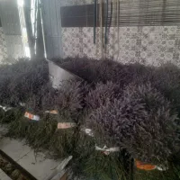 عرق نعنا کاشان وگلاب اصل خاوه اردهال