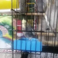 عروس هلندی|پرنده|شیراز, مسلم|دیوار