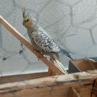 عروس هلندی نر ماده سخنگو