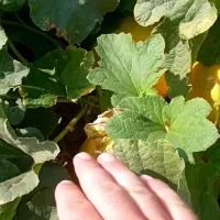 خربزه طلایی الیت نمونه