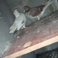 فروشی|پرنده|بندرعباس, |دیوار