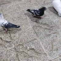 کفترتهرانی