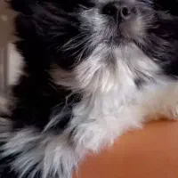 سگ شینزواصیل|سگ|مشهد, قائم|دیوار