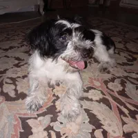 واگذاری رایگان