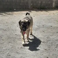 واگذاری دوتا توله سگ ۴.۵ماهه نرو ماده دورگه سرابی،