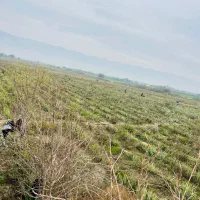 فروش آلوئه ورا|گل و گیاه طبیعی|لامرد, |دیوار