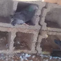 8عدد کفتر|پرنده|زرند, |دیوار