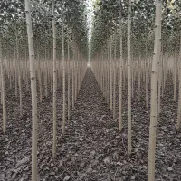 صنوبر ریشه‌دار  سود دهی سریع و تضمینی|خدمات باغبانی و درختکاری|قشلاق دشت, |دیوار