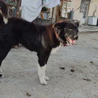 واگذاری توله نر قدرجونی کله خرسی ۹ماهه