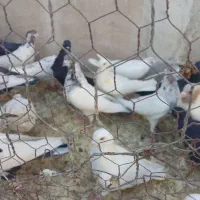 ۸۰تاکفترپرشی خوب بالای پنج ساعت|پرنده|کاشان, ۲۲ بهمن|دیوار