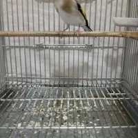 جوجه قفس سهره های قرص بخون گل بلند|پرنده|اصفهان, گرکان|دیوار