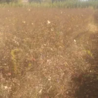 نهال گل محمدی( گلباخی)|خدمات باغبانی و درختکاری|سنندج, |دیوار