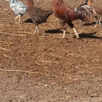 خروس لاری به همراه چند تا مرغ و جوجه لاری