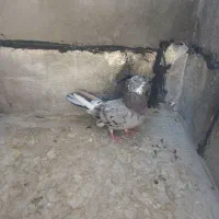 کبوتر سرور
