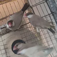 نرگسی شکلاتی بالغ و مولد