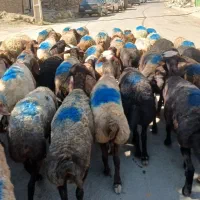 گوسفند جوان  مالچه خودم