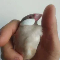 فنج نرگسی شکلاتی سیلور جوان و سرحال