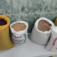 انواع برنج ایرانی کشت دوم|عمده‌فروشی|قوچان, |دیوار