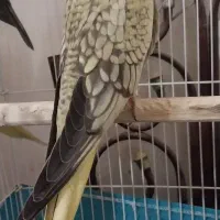 عروس هلندی لوتینو|پرنده|رودسر, |دیوار