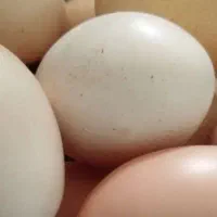 تخم مرغ دونی 25