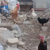 بوقلمون خروس و مرغ بومی تخم گذار
