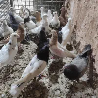 20تا گرفتنی بوم بلند همه سالم