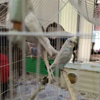 مرغ عشق|پرنده|تهران, امام زاده عبدالله|دیوار