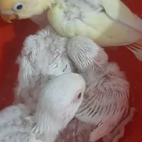 جوجه سرلاکی کوتوله برزیلی