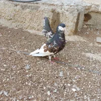 پرنده کبوتر