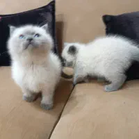 بچه گربه اسکاتیش اصل|گربه|میانه, |دیوار