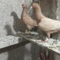 یه جفت زرد درشت پا بلند