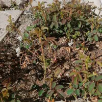 نهال گل محمدی، نارنج|گل و گیاه طبیعی|چرداول, |دیوار