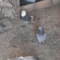 ابلاغ پرشی بازی دار