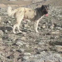 واگذاری‌سرابی‌سگ(( مادِ))