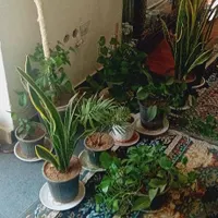 گل های طبعی|گل و گیاه طبیعی|محلات, |دیوار