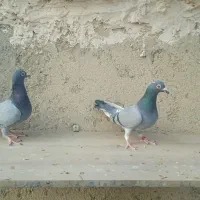 کفتر|پرنده|فرمهین, |دیوار
