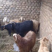 ۵ عدد بز جوان و آبستن ۲ بزغاله نر