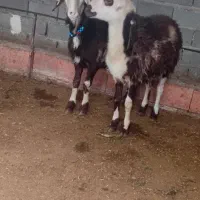 دو عدد بره قوچ پلنگی بروجردی اصل