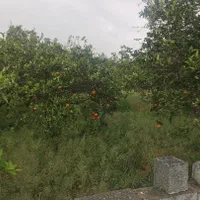 فروش فوری و بی واسطه زمین   قیمت کل ۹۸۰ میلیون|فروش زمین و ملک کلنگی|شیرگاه, |دیوار
