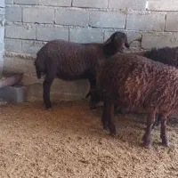 قوچ قره قزل افشاری و چندتابره قوچ همو چند قلوزا|حیوانات مزرعه|شیروان (خراسان), |دیوار