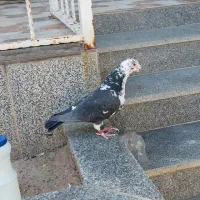 کبوتر  سینه سفید بزک گلی پلاکی نر
