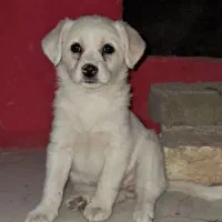 واگذاری توله اشپتز