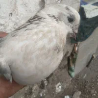 چند عدد کبوتر