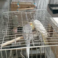 پرندگان زینتی