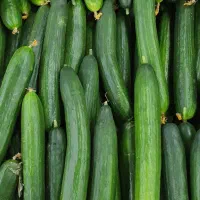 خیار گلخانه ای کیفیت درجه یک