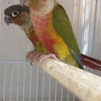 عروسهلندی نژادخاص.گیرینچیک جفت.شاه طوطی.|پرنده|اندیشه, شهرک مریم|دیوار